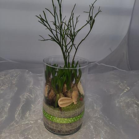 Pflanze Nr. 13  Muskari im Glas  € 19,50