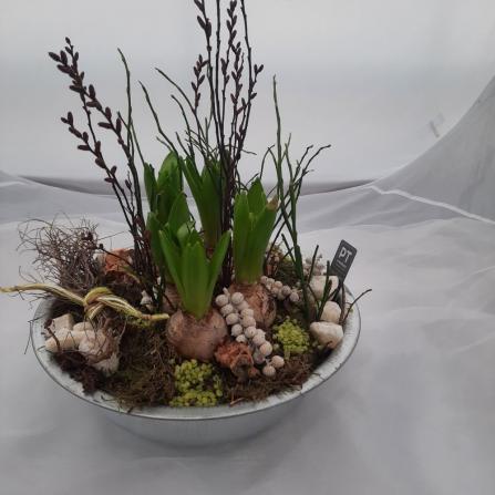 Pflanze Nr. 6 Schale mit Hyazinthen  € 25,00