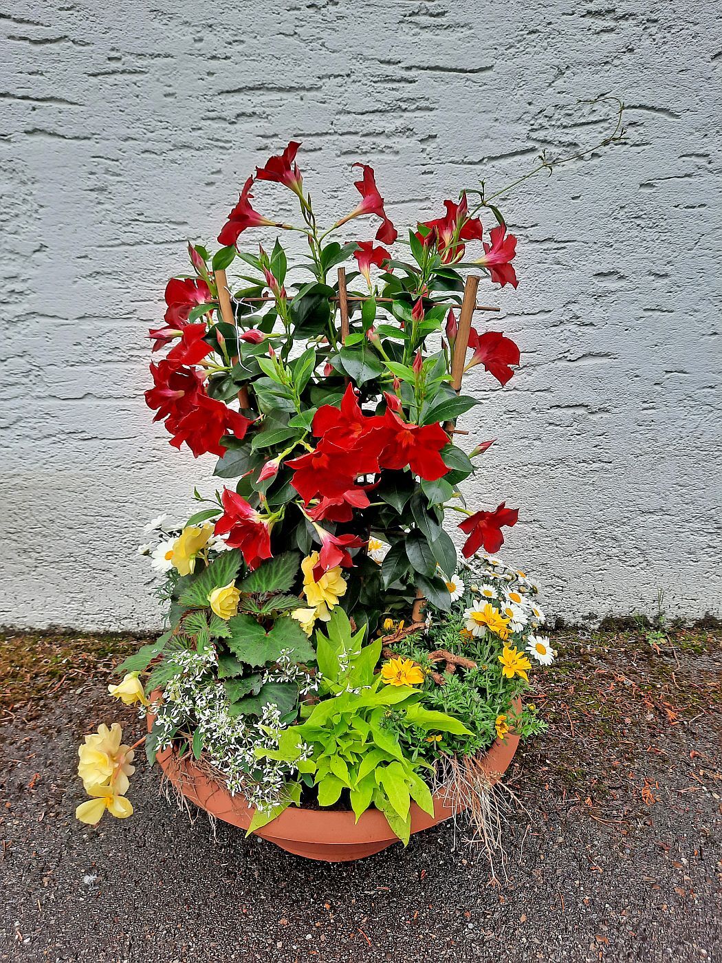 Pflanzschale 29