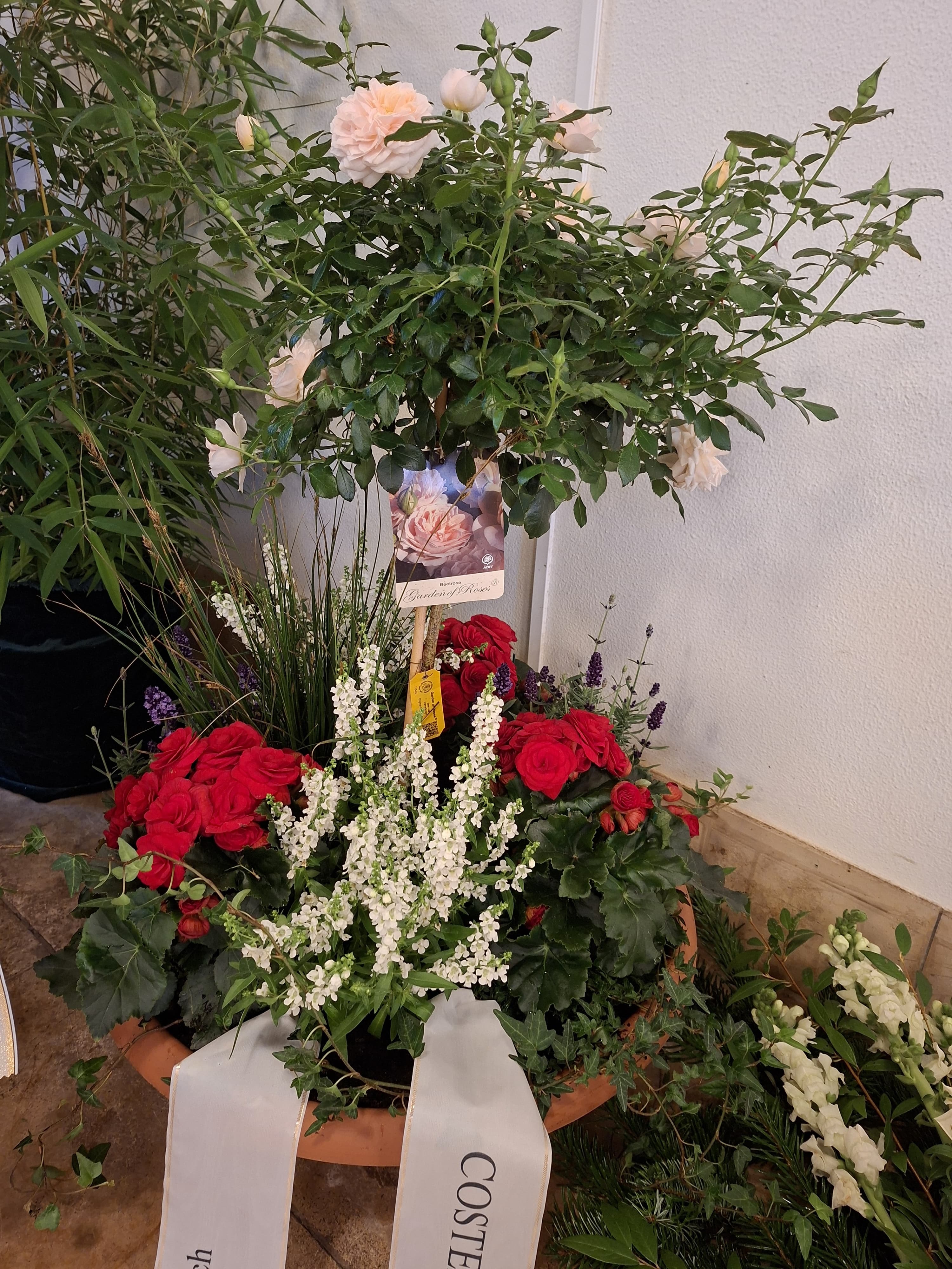 Pflanzschale rot-weiss 225